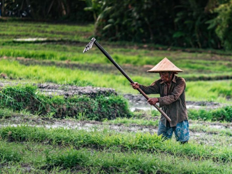 Berkenalan Lebih Dekat Dengan Pupuk Tanaman Beserta Manfaatnya